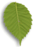 da noi il verde  riposo